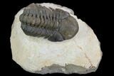 Detailed Reedops Trilobite - Atchana, Morocco #125196-1